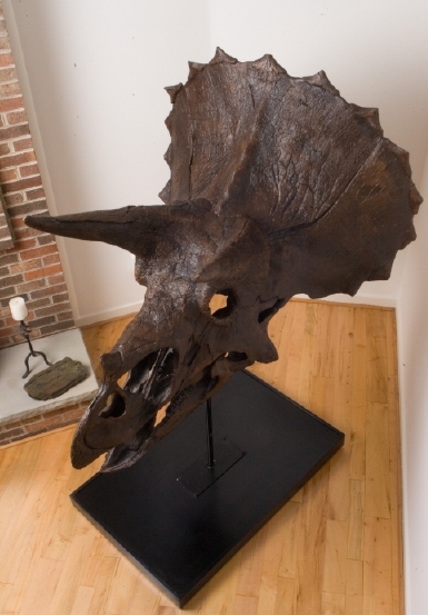 Michael Covel's Triceratops Skull