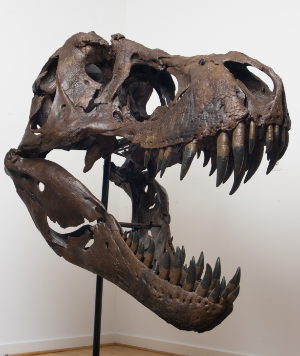 Michael Covel's Tyrannosaurus Rex Skull