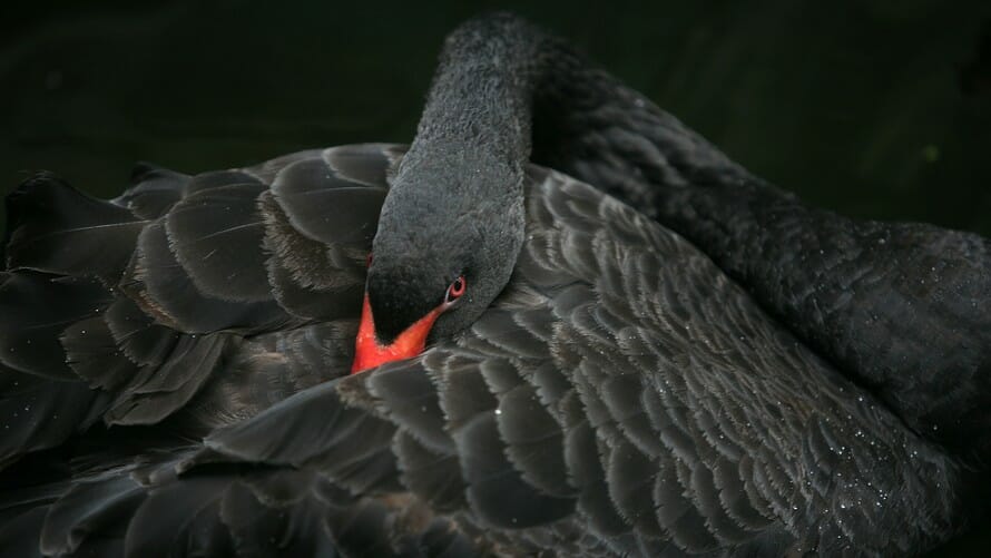 The Black Swan